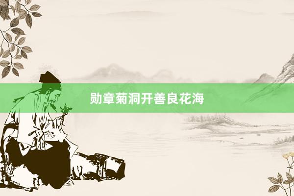 勋章菊洞开善良花海